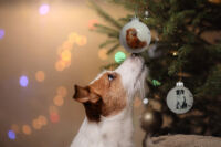 Egy állatbarát fenyőfájáról nem hiányozhatnak karácsonyi gömbök! 