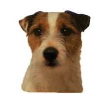 Jack Russell Terrier matrica