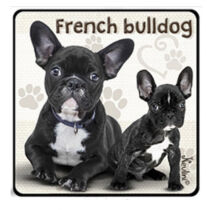 Francia Bulldog hűtőmágnes