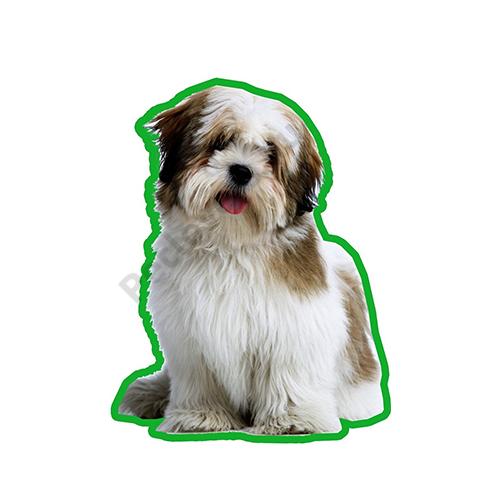 Lhasa apso autóillatosító