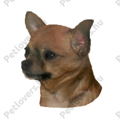 Chihuahua matrica 2