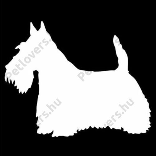 Skót Terrier matrica - fehér